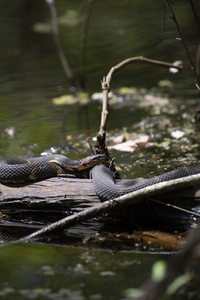 宽带状水蛇 nerodia fasciata 沐浴在沼泽原木上
