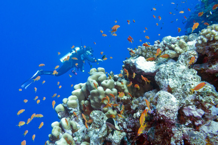 石珊瑚与潜水员底部的热带珊瑚礁