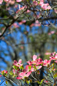 粉红色的山茱萸花, 构筑蓝天