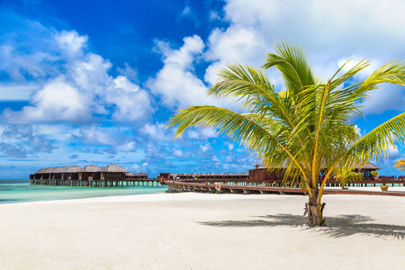 马尔代夫2018年6月24日 夏季日在马尔代夫热带海滩上的棕榈树