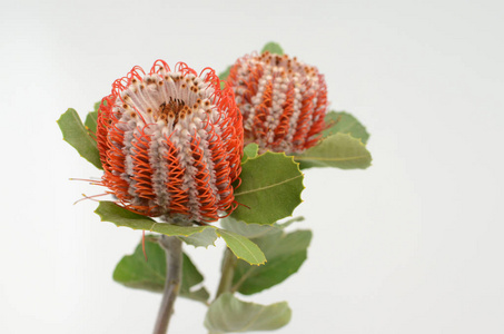 Banksia 花在白色隔绝的背景与修剪路径。特写。设计。自然