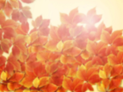 秋天的秋天模糊的背景。五颜六色的红色和橙色秋天叶子与太阳光线