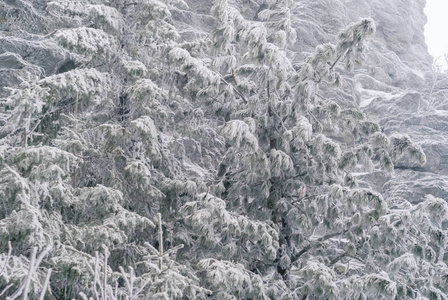 冬天背景, 风景白雪覆盖的松树在霜悬崖前