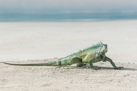 在沙滩上的蜥蜴食肉动物, 绿色的蜥蜴行走
