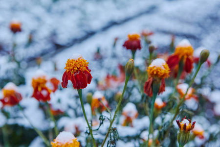 第一场雪覆盖了秋花。花瓣在低温下结冰和死亡。未来的冬冷的概念, 告别夏天