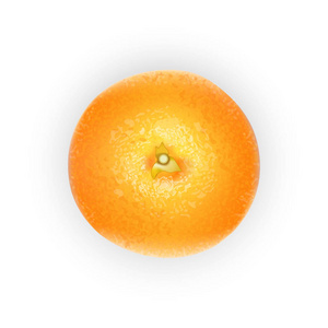 鲜汁橙果。3d 逼真的橙色成熟柑橘在白色背景下被隔离, 用于包装或网页设计。矢量 Eps 10