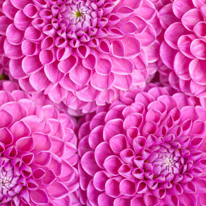 barbarry 花背景紫色明亮的夏天绽放的顶部看法为婚礼卡片或花卉设计浪漫样式。美丽的鲜花背景