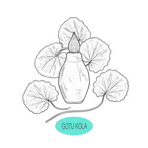 戈图科拉一种植物, 叶子。瓶。素描
