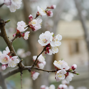 杏树开花