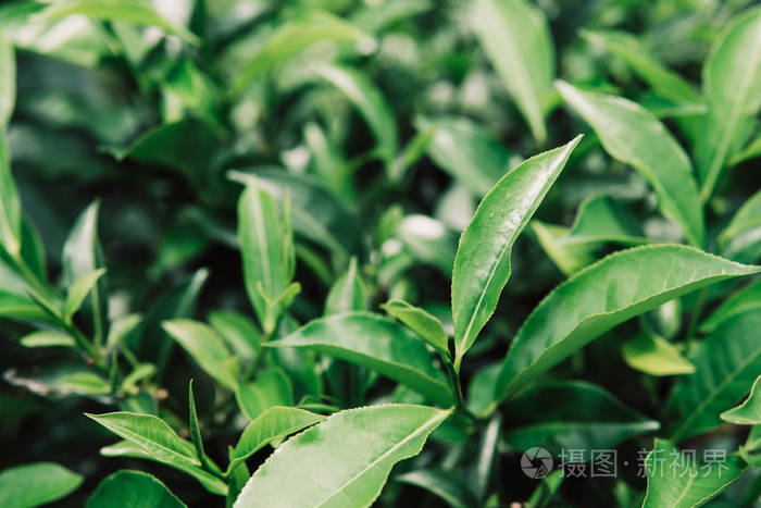 绿茶和新鲜的叶子.茶叶种植园关闭绿色背景