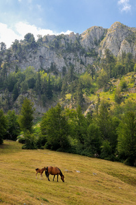 在 sinjajevina，黑山的山马