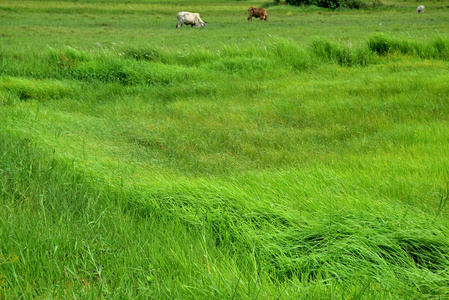 绿场与风吹草。有轮子轨道的绿色田野。许多奶牛在绿地里觅食. 巴利巴宁高尔夫球场沙丘上的绿草