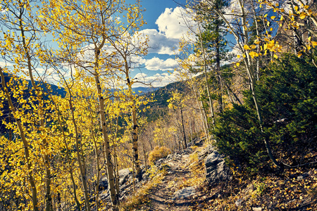 美国科罗拉多州洛基山国家公园秋季的白杨格罗夫蜿蜒小径