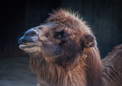 骆驼的动物的画像图片