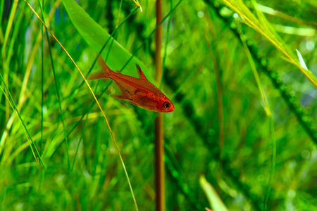 小美人余烬四或 Hyphessobrycon amandae 在种植热带淡水水族馆