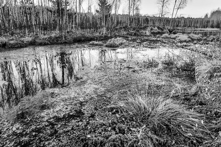 在黄昏的东欧春天沼泽风景如画的看法。黑白照片