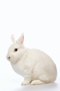 兔子在白色背景上照片