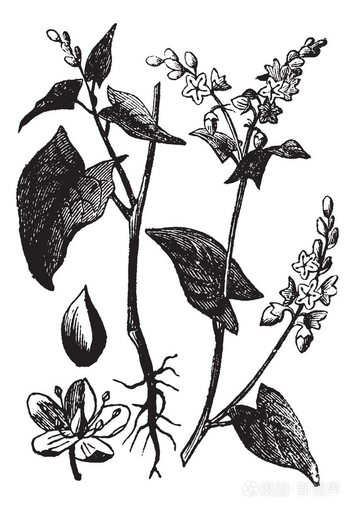 荞麦或荞麦番茄复古雕刻插画-正版商用图片09wnw6-摄