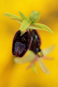 Ophrys bertolonii, 兰花 fromgargano 在意大利。开花欧洲陆地野生兰花, 自然栖息地。美丽的细节绽放