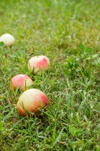 果园里绿草上的红苹果。在夏日花园里落下了成熟的苹果。场浅景深