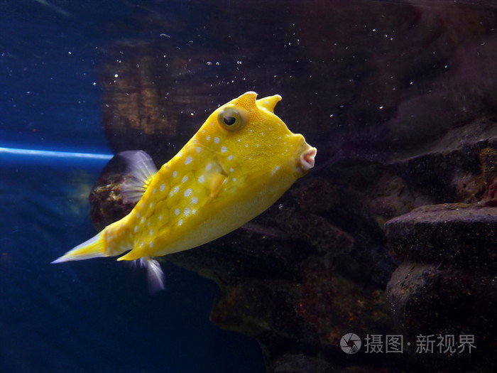 黄色小鱼