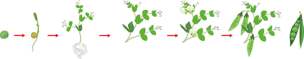 豌豆植株的生命周期。从种子发芽到成年植株的豌豆生长阶段