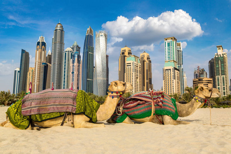 在一个夏日，阿拉伯联合酋长国迪拜码头前骆驼