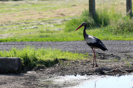 一只肮脏的鹤站在草地上寻找食物
