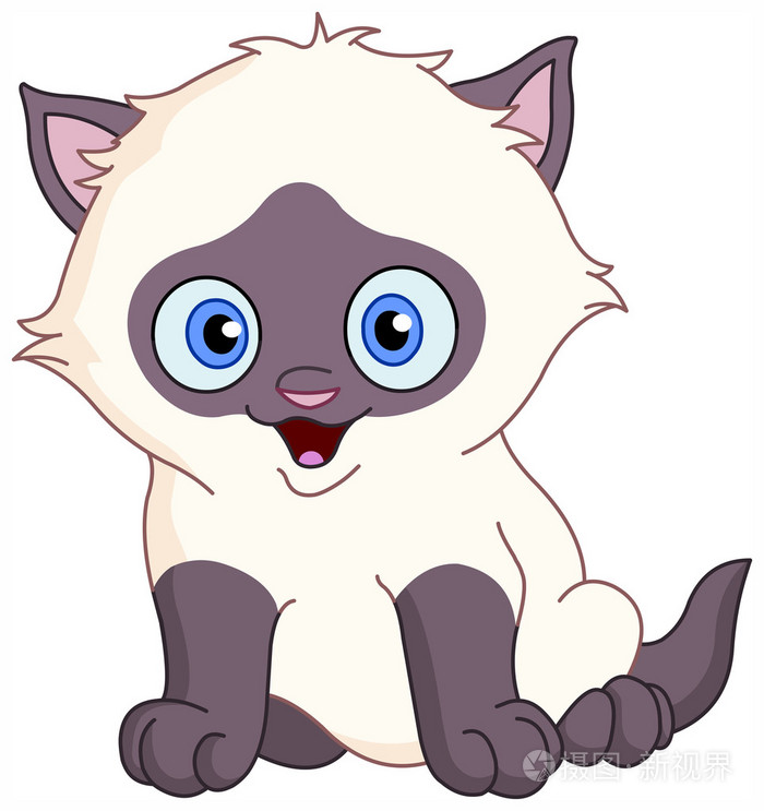 暹罗猫小猫
