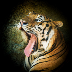 孟加拉虎在动物园
