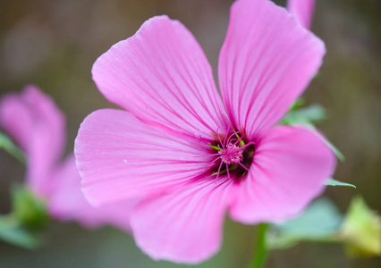 粉红绽放的冬虫二酯 malva alcea 特写镜头