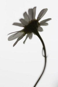 一个查出的炮眼白色雏菊与黑色茎在白色背景