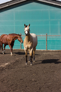 棕色和白色的马在围场时, 阳光照耀在德国南部的农村农村