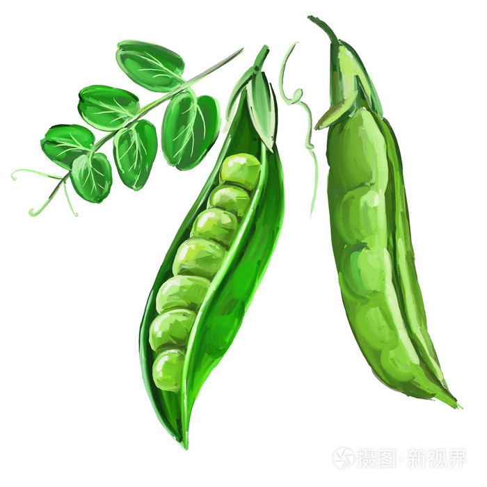 豌豆矢量图手绘绘水彩插画-正版商用图片09xzku-摄图