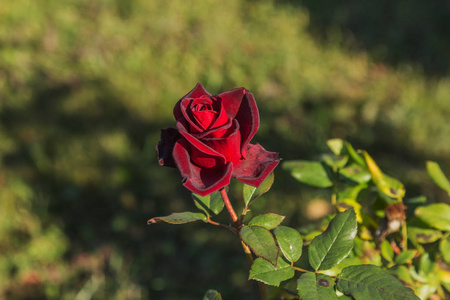 美丽的玫瑰花作为一个浪漫的贺卡的节日背景。以自然玫瑰为背景