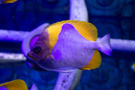 在水族馆的鱼