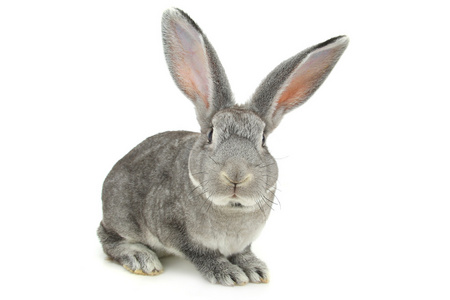 灰色可爱的兔子