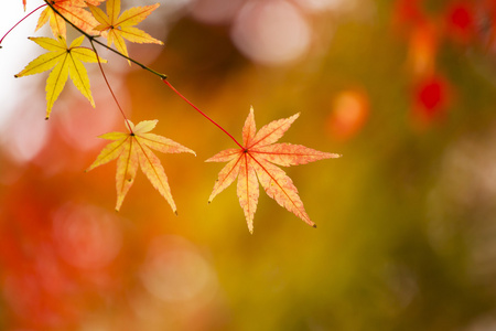 红叶在秋天在日本