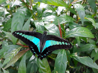 Graphium teredon, 南部青蝇或狭窄带状青蝇