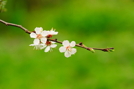 梅花