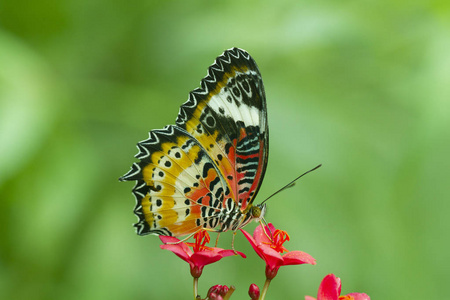 豹蛉蝶, Cethosia Cyanae, 红花