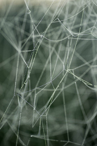 蜘蛛网覆盖着晨露宏观选择性聚焦