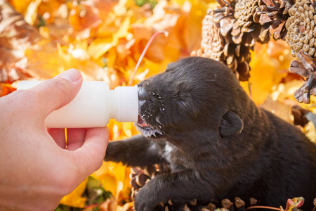 小黑狗狗在一篮子的锥吃牛奶从瓶子