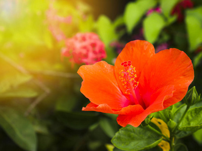 特写开花橙芙蓉椴花