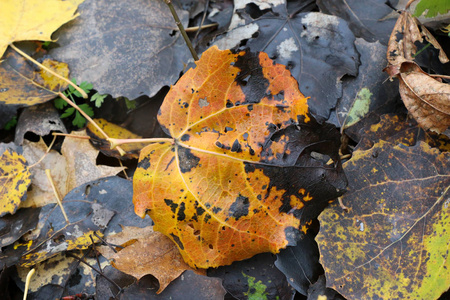 秋季红叶五颜六色的背景图像, 适合季节性使用。文本空间