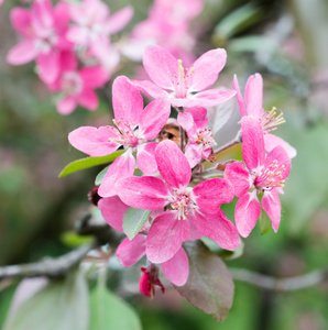 美丽的粉色樱花花开的特写