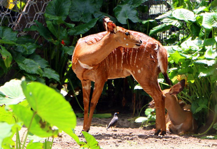 尼亚拉 Tragelaphus angasii, 是一种原产于南部非洲的螺旋角羚羊。