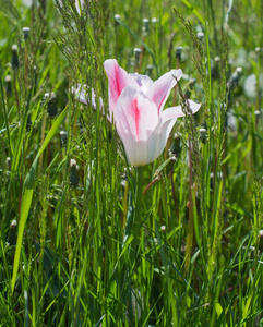 一个美丽的粉红色郁金香花在绿草特写