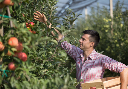 英俊的农夫拿着木箱, 在现代果园收割成熟的苹果。
