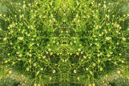 花园背景五颜六色的花朵图片